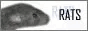 rats button