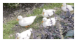 duck row stamp