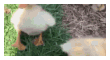 duckling stamp