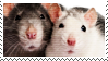 rats stamp