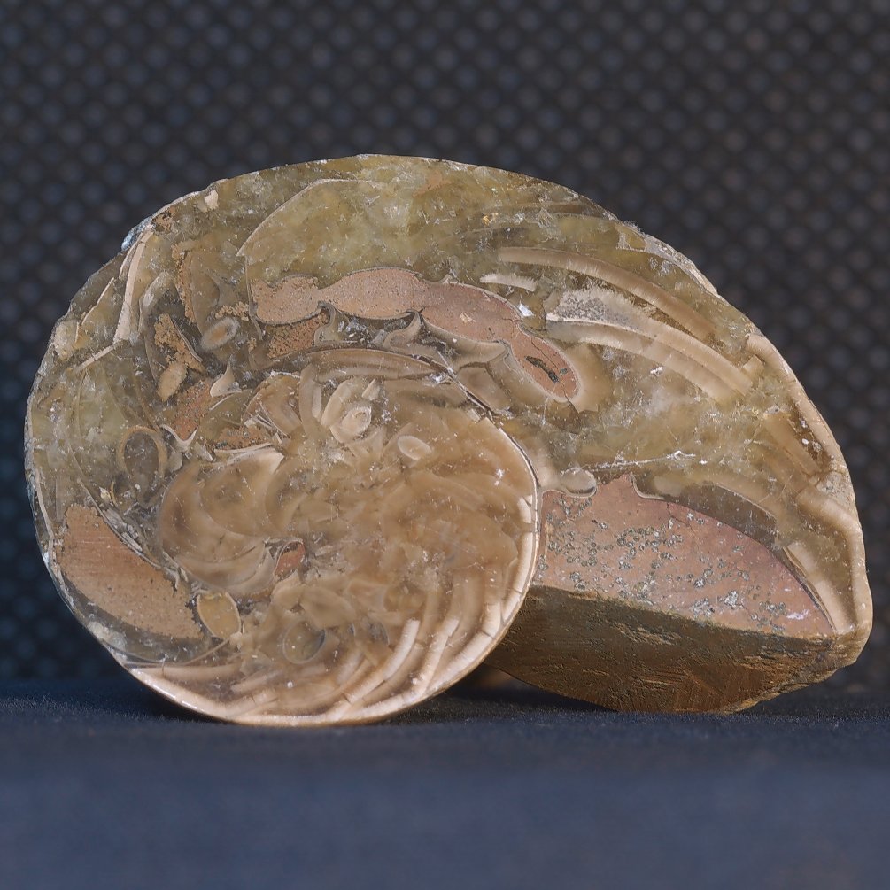 ammonoid-2.jpg