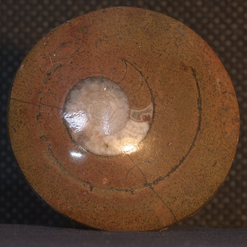 ammonoid-3.jpg
