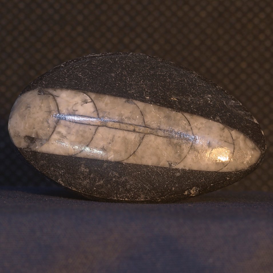 nautiloid.jpg